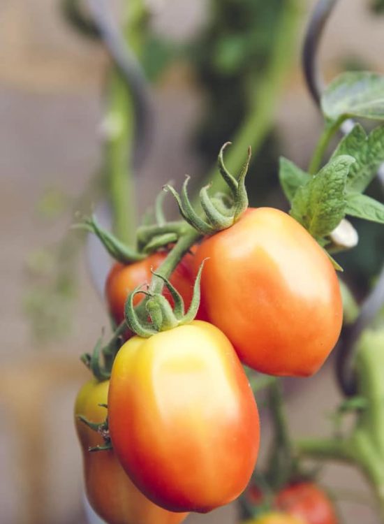 MahaAgro Bioteck biofertilizer products for soil health improvement