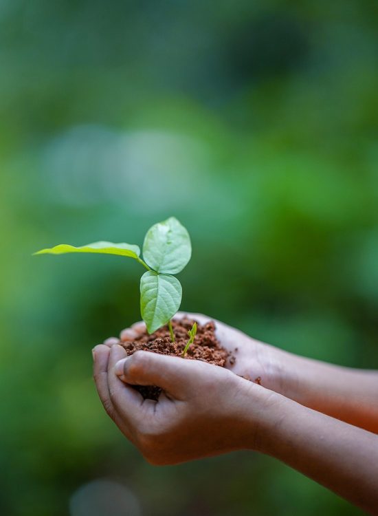 hands, soil, plant, environment, growth, nature, dirt, agriculture, tree, care, seedling, protection, seed, cultivated, sapling, gardening, hope, idea, concept, earth day, seedling, earth day, earth day, earth day, earth day, earth day MahaAgro Bioteck sustainable farming products for Indian agriculture