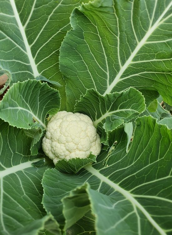 Bio stimulant products for higher farm yield