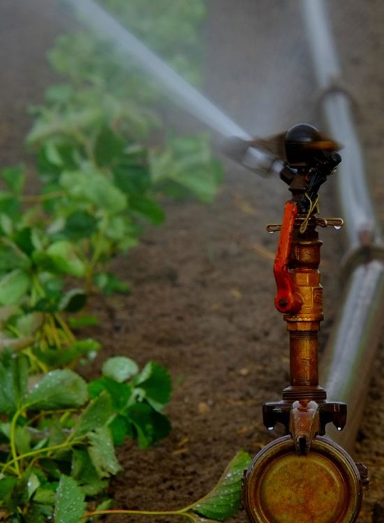 Organic crop solutions by MahaAgro Bioteck Maharashtra