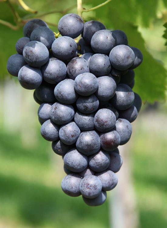 Bio stimulant products for higher farm yield