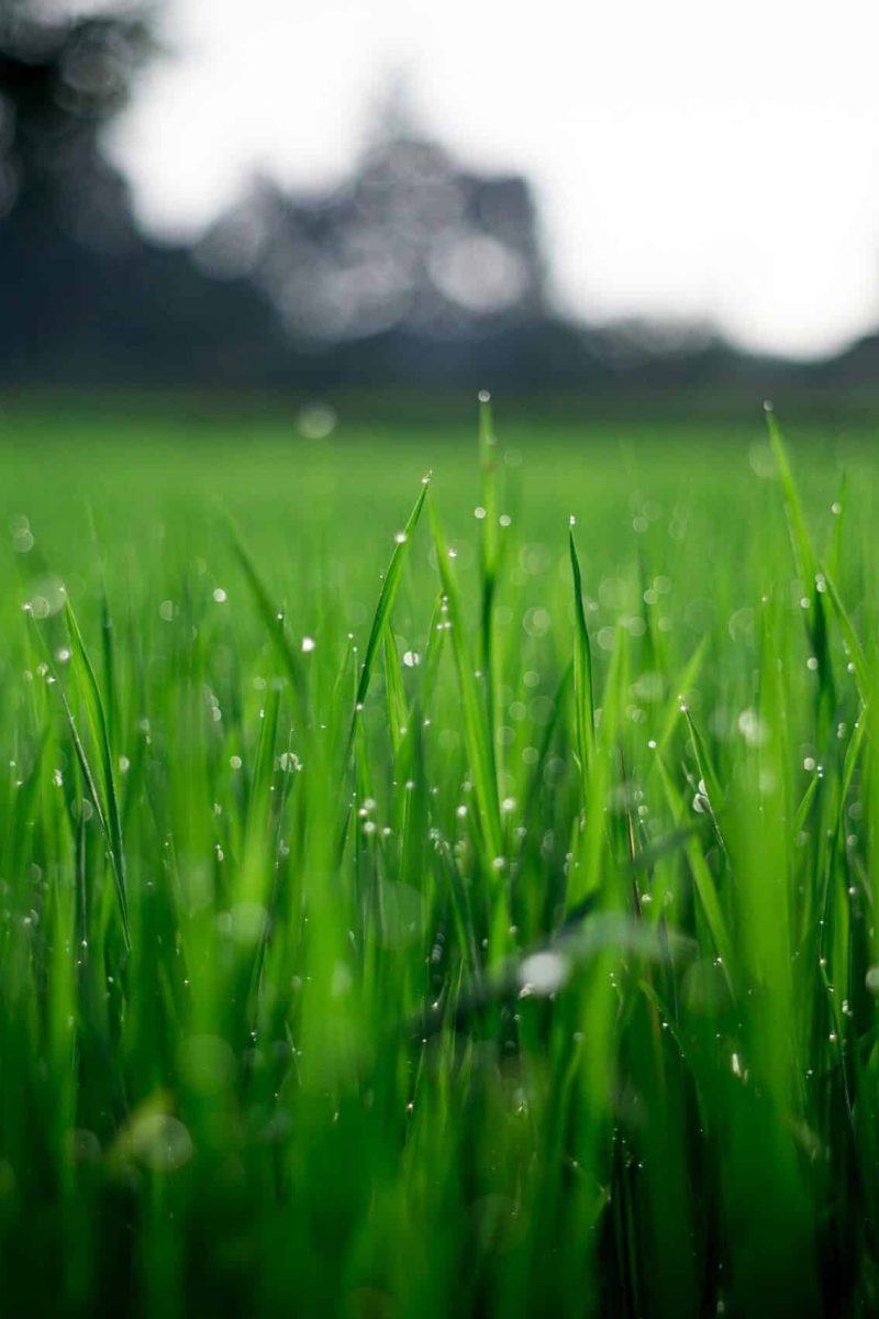 MahaAgro Bioteck Sugarking sugarcane nutrient solution packaging