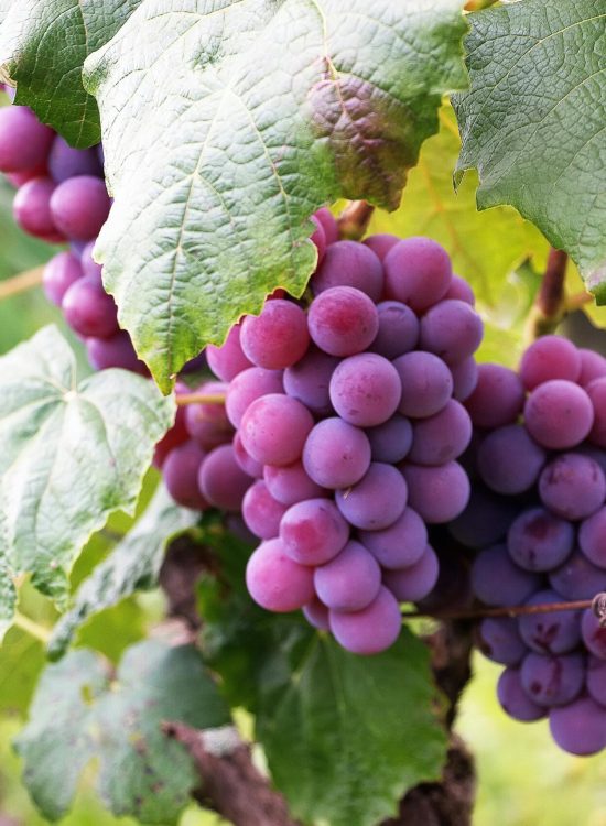 Organic crop solutions by MahaAgro Bioteck Maharashtra