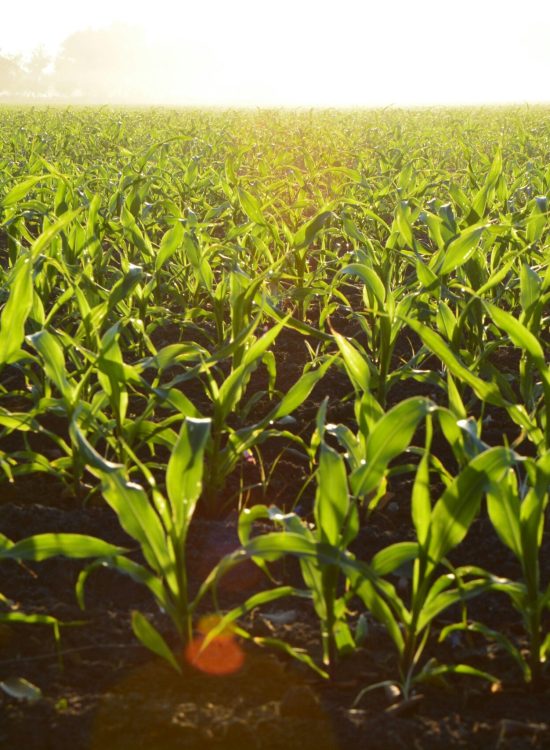 MahaAgro Bioteck agricultural bio fertilizer company