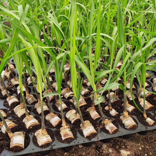 sugarcane nursary MahaAgro Bioteck Sugarking sugarcane nutrient solution packaging