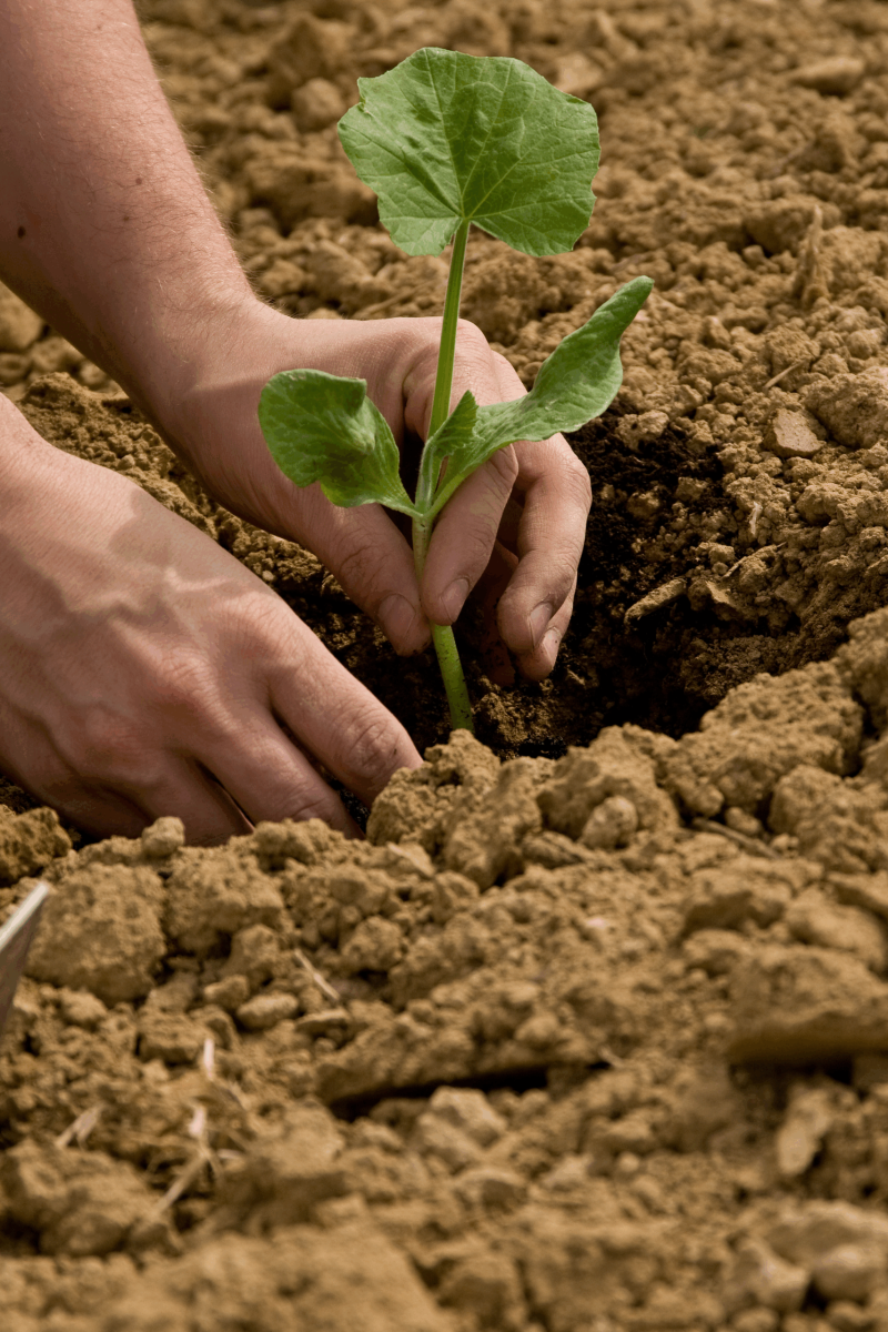 Organic crop solutions by MahaAgro Bioteck Maharashtra